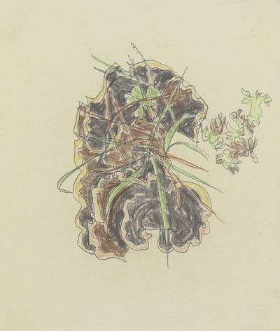 植物习作