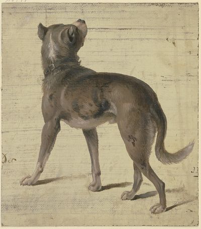 犬