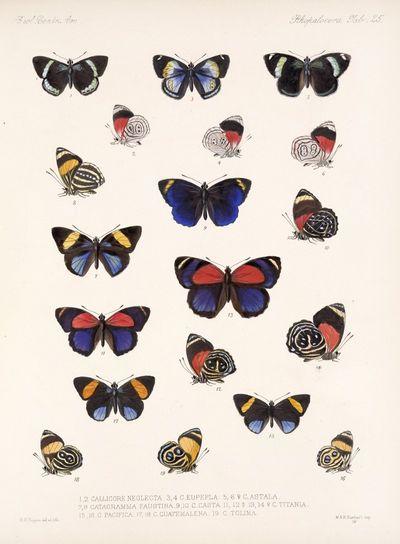 Insecta Lepidoptera-Rhopalocera Pl 026