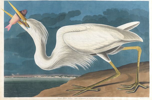 Great white heron