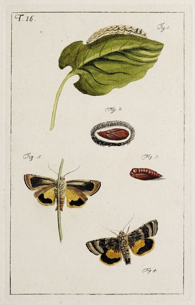 Archives de l'histoire des insectes Pl.16
