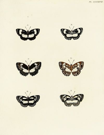 Foreign butterflies occurring in the three continents Asia, Africa and America Pl.133