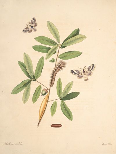 The natural history of the rarer lepidopterous insects of Georgia Pl.052