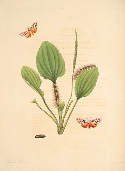 The natural history of the rarer lepidopterous insects of Georgia Pl.063