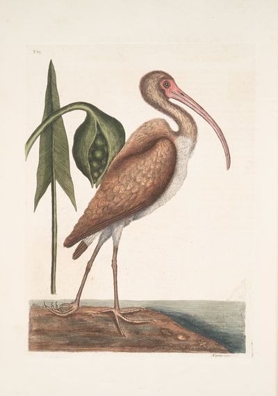 Numenius fuscus, The Brown Curlew.