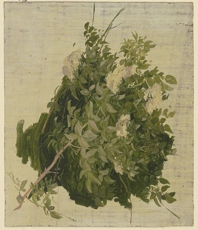 开白花灌木
