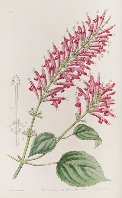 管花鼠尾草