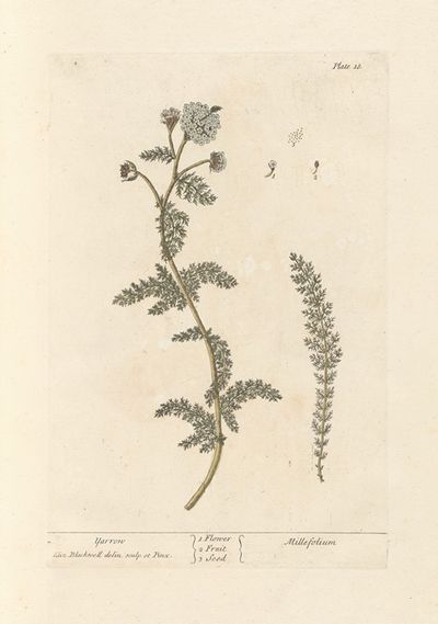 蓍草
