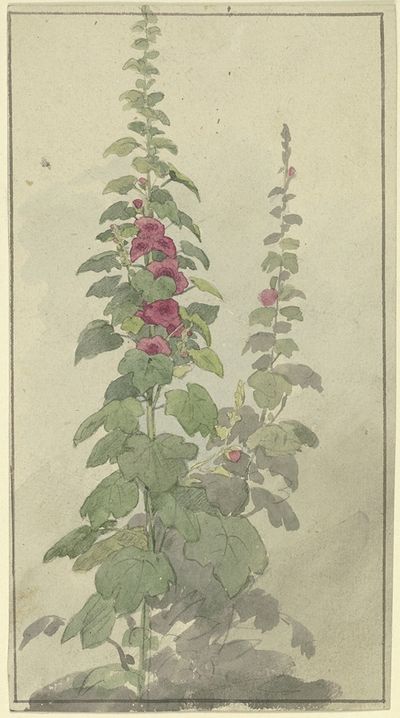 玫瑰鹦鹉