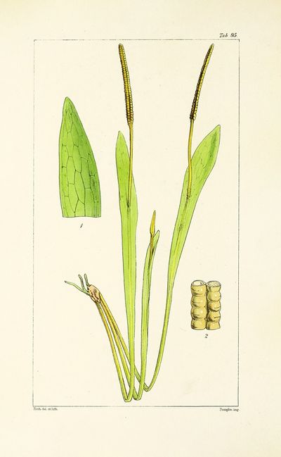 蕨类图谱 Pl.91