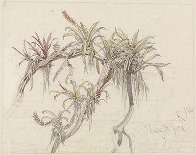 Schmarotzerpflanzen auf Baumästen