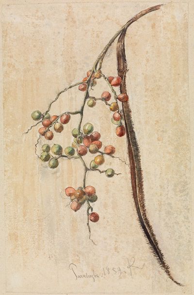 Studie eines Früchte tragenden Zweiges