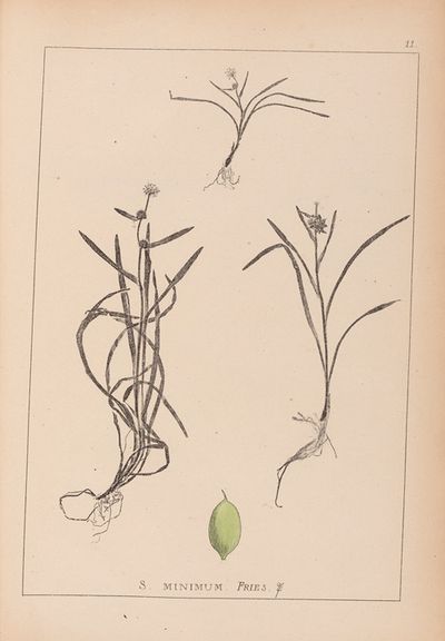 法国植物标本图集 Pl.1121