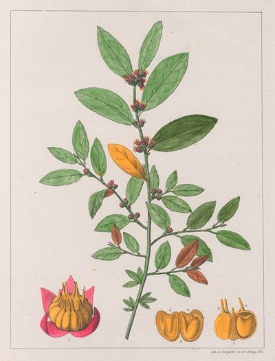 黄花稔