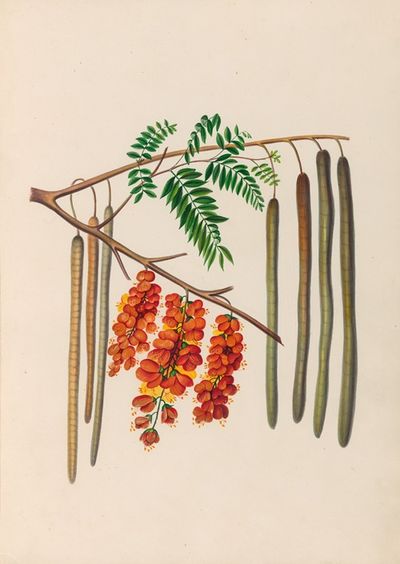 南美洲热带花卉与果实图绘 Pl.11