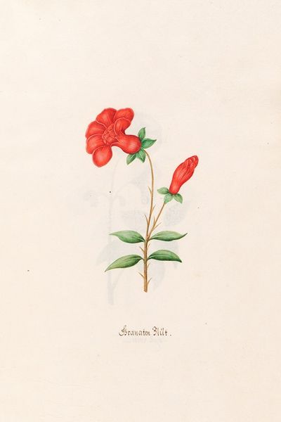 石榴花