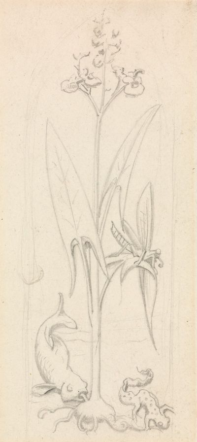 彩绘玻璃习作：水生植物与蚱蜢、鱼及蝾螈
