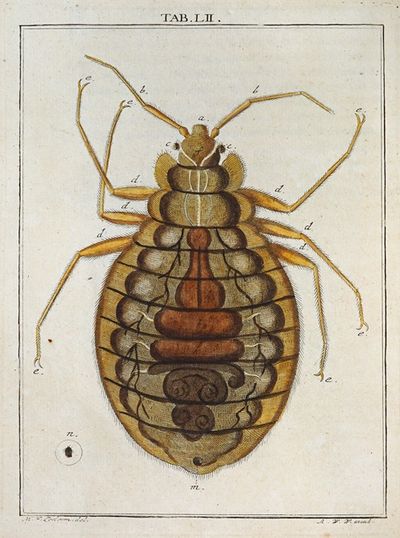 Amusement microscopique tant pour l’esprit, que pour les yeux Pl.052