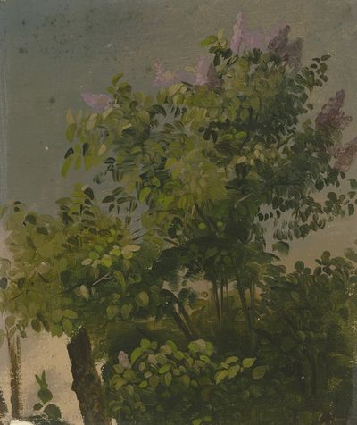 盛开的丁香花丛