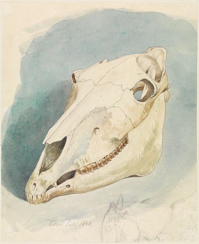 动物头骨的研究