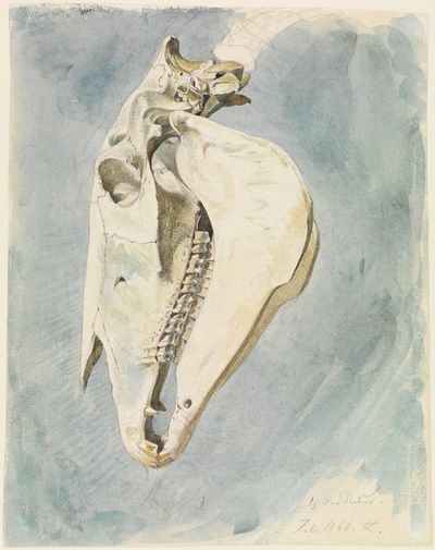 动物头骨的研究