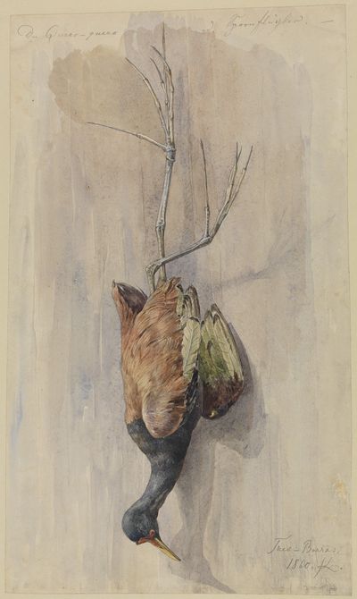 对一只死去的配偶翅膀的研究