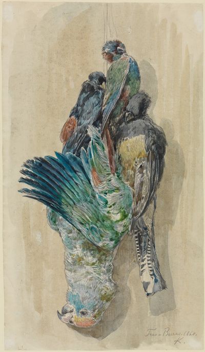 杀死鹦鹉和其他鸟类的研究